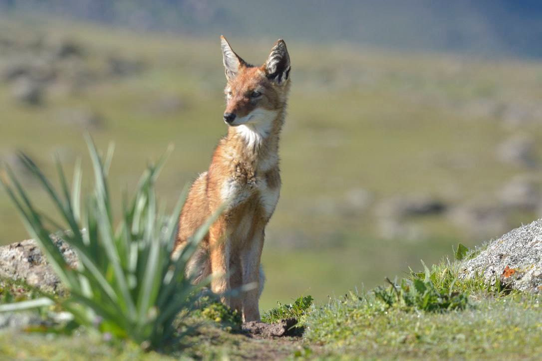 The high Afro-alpine moorland of the Bale Mountains with giant lobelias