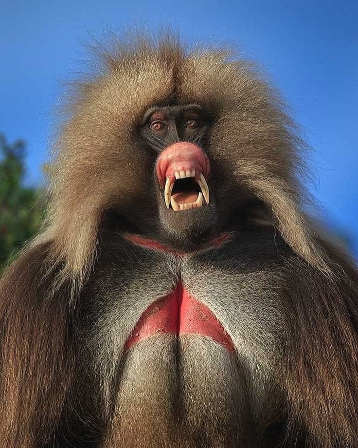 A troop of gelada baboons on a highland meadow in the Simien Mountains