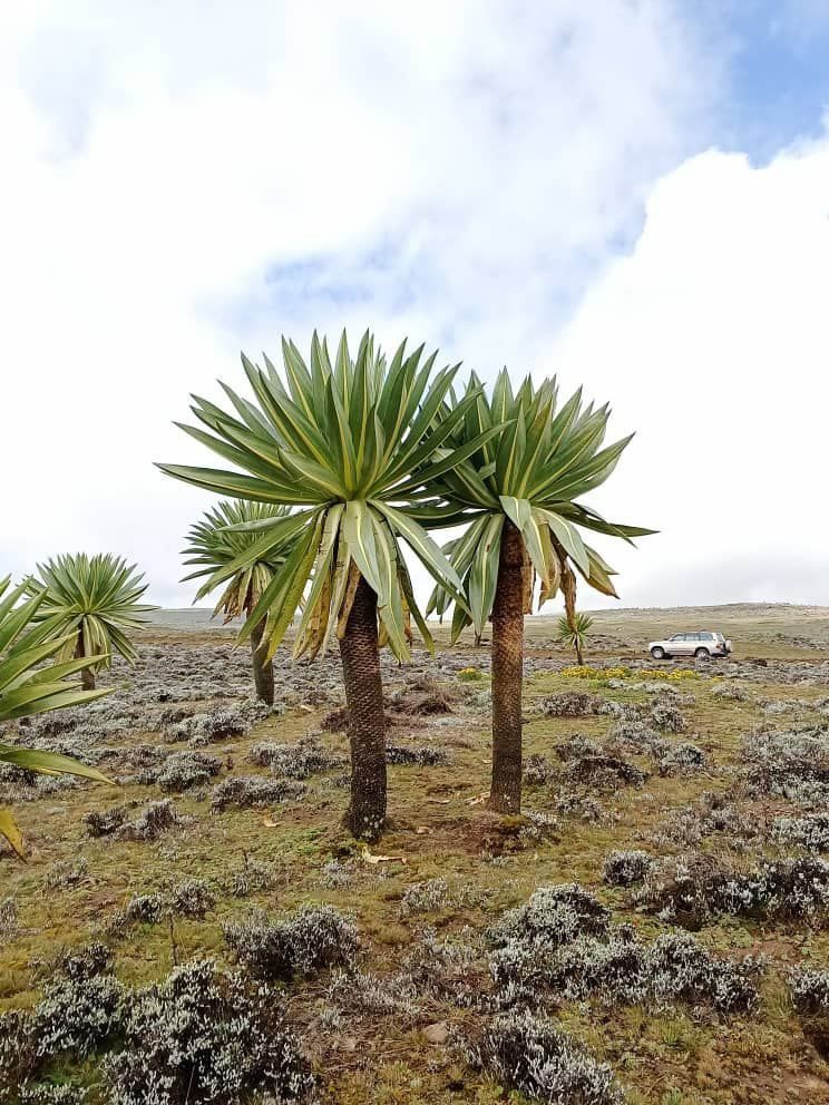 Dark desert terrain of the Afar Depression at the edge of the Danakil